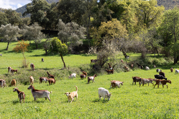羊群早上 可爱的山羊在绿油油的草地上吃草野生动物花动物园
