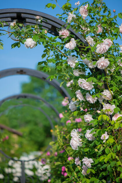 蓝色淡粉色的玫瑰映衬着蓝色天空玫瑰布拉格花园植物公园户外