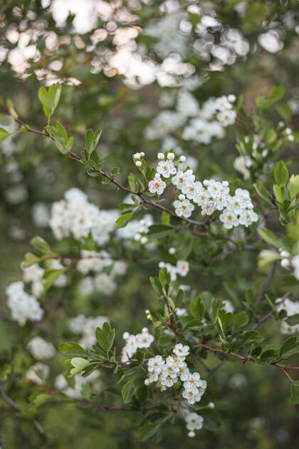 樱花美丽的白色杏花在树和波基背景树开花季节