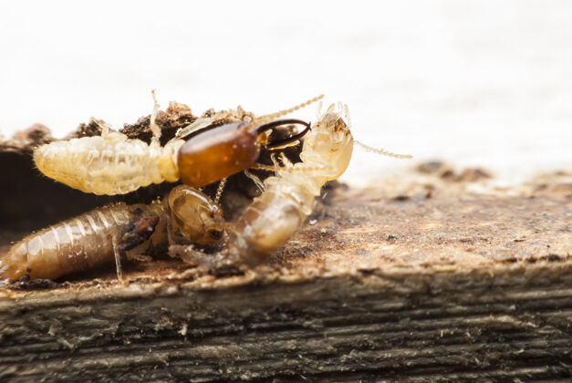 外观白蚁在分解木头木材腐烂木材