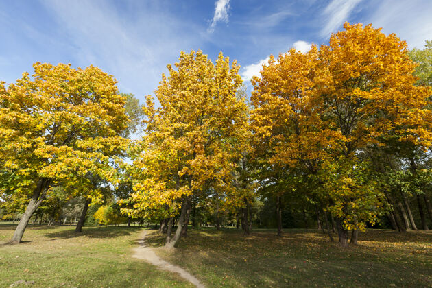 植物一条小径在草地上穿过公园 在秋天的季节里 落叶树上的树叶变色 很快就落下了 城市里的景观与自然同在秋天现象城市