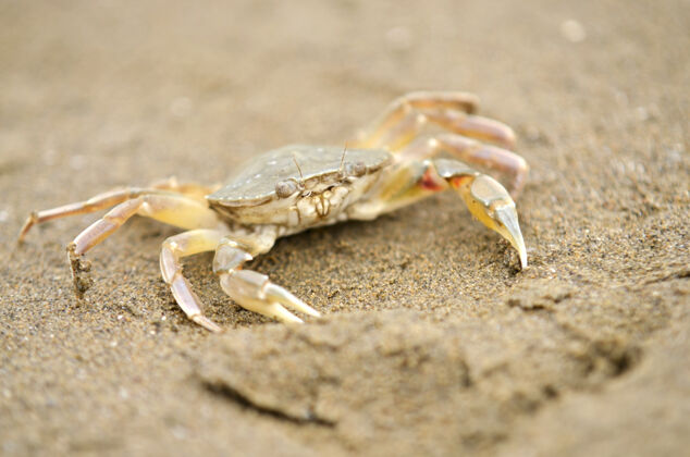 动物一只沙滩蟹在低潮时沿着海滩奔跑探索夏天水
