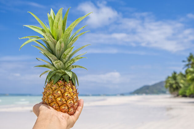 女性新鲜的迷你菠萝在热带海滩和海洋背景的女人手上热带夏季概念天空放松假日