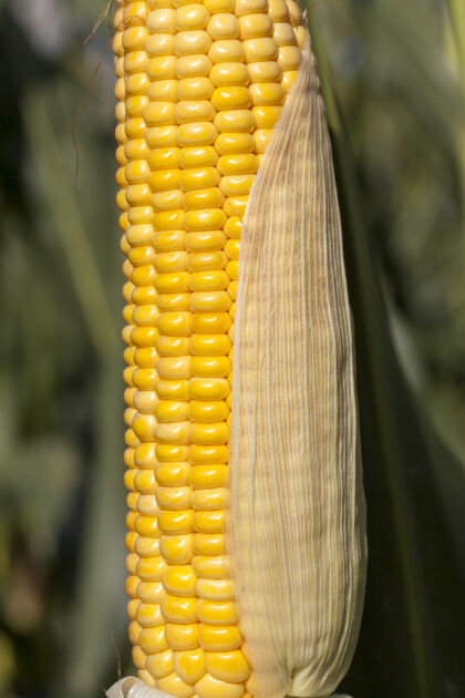 爆米花剥皮的玉米芯与黄玉米 夏末和成熟的谷物作物成熟玉米谷类