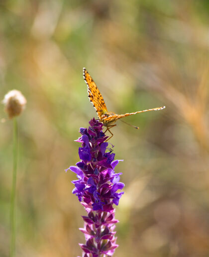 野生动物蓝色夏花上的黑橙色蝴蝶（特写）蝴蝶昆虫自然