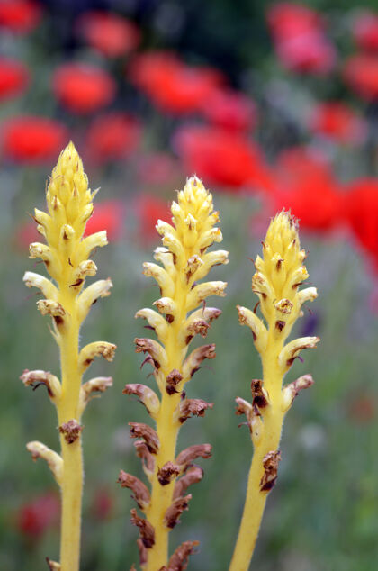 野生野花：orobanchesp 一种被罂粟包围的寄生植物美丽植物环境