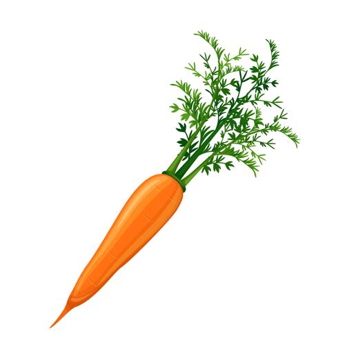 成熟美丽的胡萝卜蔬菜插图有机收获水果