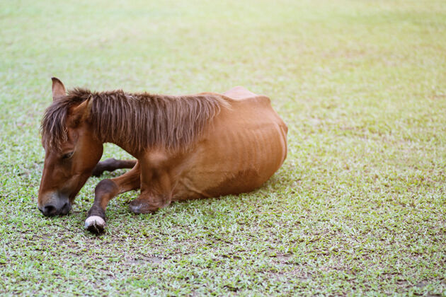 宠物一匹马躺在草地中间品种母马牧场