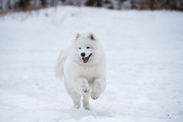 皮毛萨莫耶德白狗在外面的雪上奔跑白色蓬松年轻