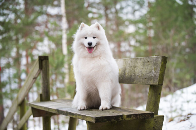 冬天萨莫耶德白狗正坐在冬天的森林里的长凳上家养白色狗