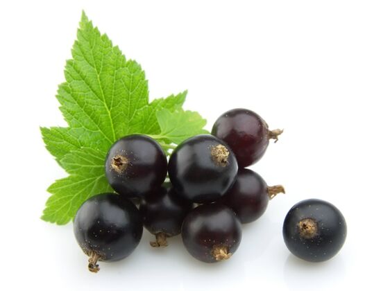 刷新黑醋栗叶白水果成熟黑莓