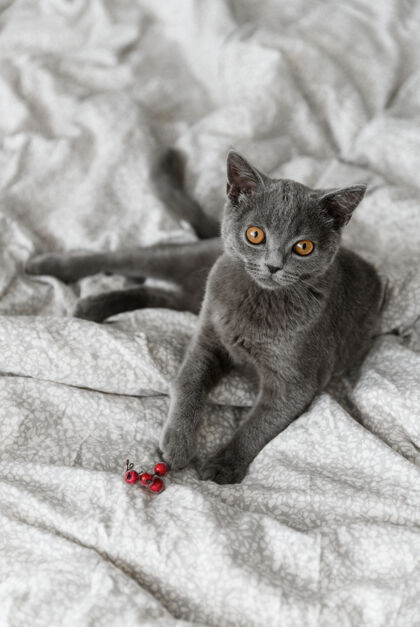 纯种纯种苏格兰猫繁殖可爱灰色小猫躺在床上宠物猫室内