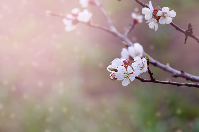 花园春天樱花开在树枝上选择性聚焦模糊季节