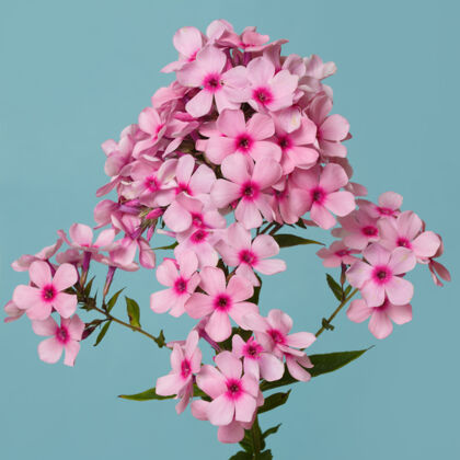 开花在绿松石色背景上分离的粉红色福禄考的花序洋红花瓣花园