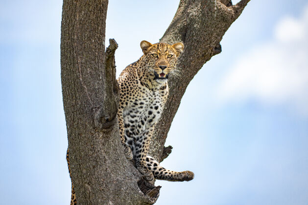 动物树上的豹子大猫野生动物塞伦盖蒂