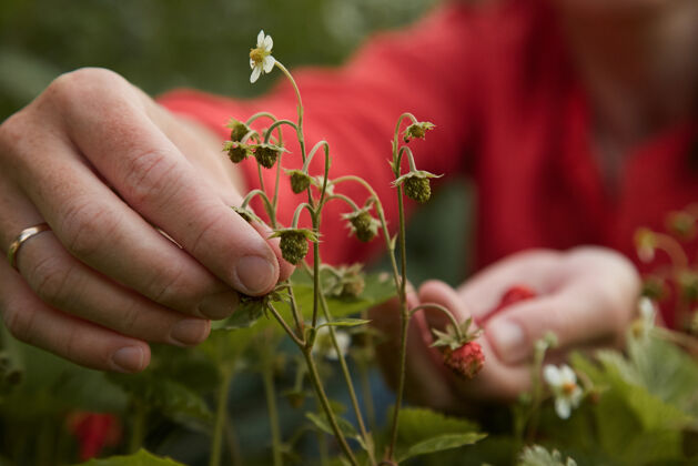 草女人在花园里摘草莓土壤绿色自然
