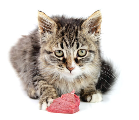 蓬松小猫吃肉就白了肉婴儿可爱
