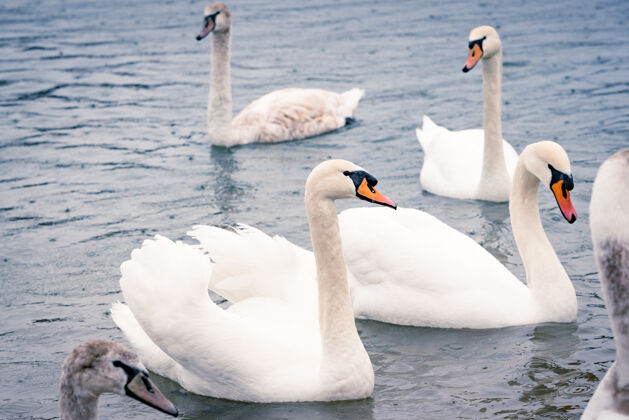 浪漫初春雨天池塘里的小白天鹅平静年份羽毛