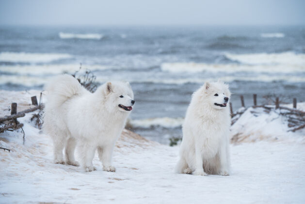 户外拉脱维亚的雪海海滩上有两只萨莫耶德白狗动物小狗萨摩耶