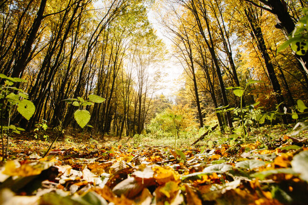 自然森林里秋天的树木 金黄的树叶和一条通向树林的小径美丽九月风景