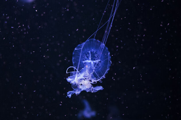 海洋动物水母在水下 水母 海洋动物在水中 蓝色游泳条纹海洋