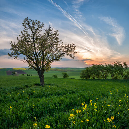 天空春天的景色 绿油油的麦田上有树 美丽的日落在天空太阳农田山丘