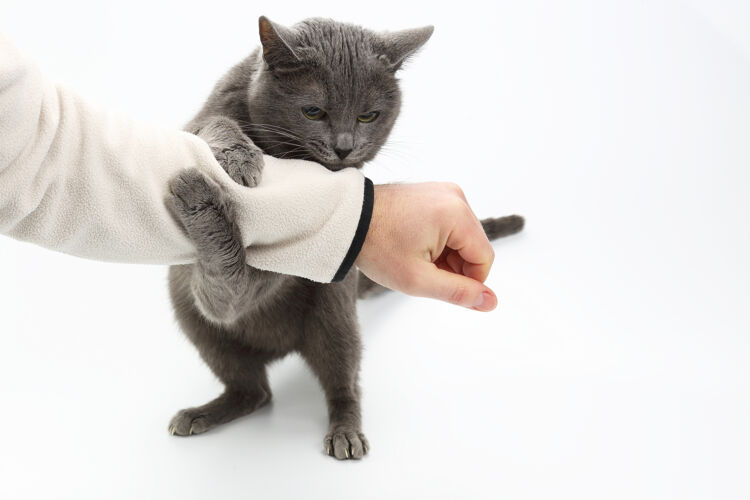 肖像灰猫紧握着爪子一个男人的手在白色的背景上猫猫头