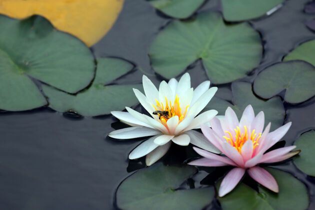 自然蜜蜂给水面上的一朵白色莲花授粉水开花植物学