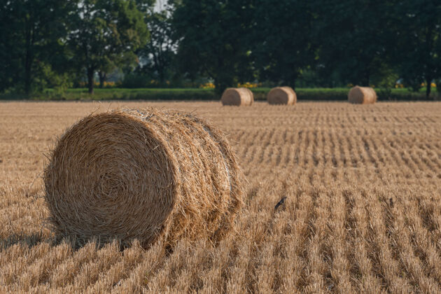 小麦农田里有干草堆的农业景观 从倾斜的小麦上滚来滚去 农业景观农田自然滚动
