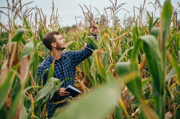 科学英俊的农学家在玉米地里手持平板触摸屏电脑 在收割前检查庄稼农村国家生长