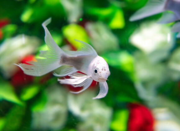 鱼金鱼在水下的花丛中游动自由自然红色