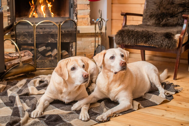 动物一对金色的拉布拉多猎犬躺在乡间壁炉前的毯子上灯护理谎言