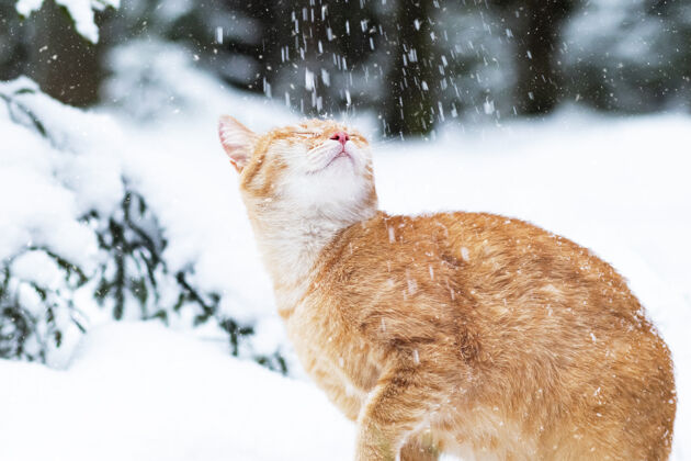 可爱肖像 红发 姜猫在雪地里 在阳光的照耀下 以冬天为背景森林公园街上 雪地里季节自然毛茸茸的