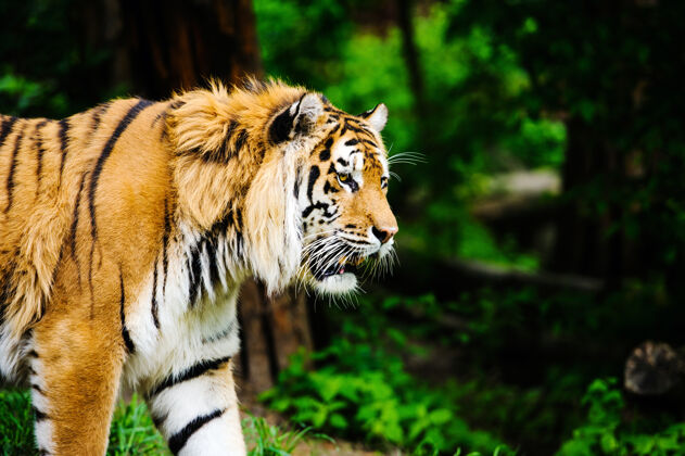 哺乳动物绿草上美丽的老虎猫西伯利亚老虎