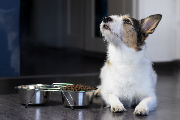 饲料一只狗的肖像 狗躺在他那碗干粮旁边 样子向上回家宠物在家吃东西同伴地板狗