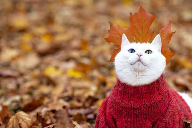套头衫有趣的白猫 多色的眼睛安哥拉繁殖坐姿在一个秋天公园的树叶里白天动物穿着毛衣在床上街上宠物在红枫和黄枫中玩耍木家庭朋友