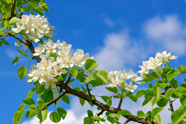 花在晴朗的春日里 在蓝天的衬托下盛开的梨枝新鲜季节开花
