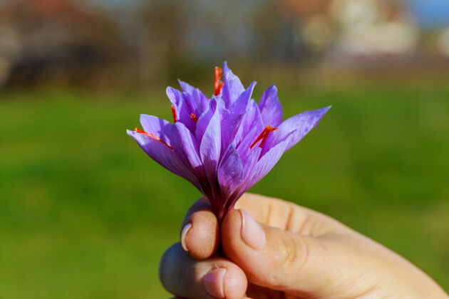 芳香一束藏红花花束乌曼手中的紫色番红花花叶植物