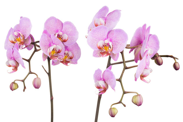 异国情调粉红色蝴蝶兰或飞蛾兰科兰花分支隔离叶植物开花