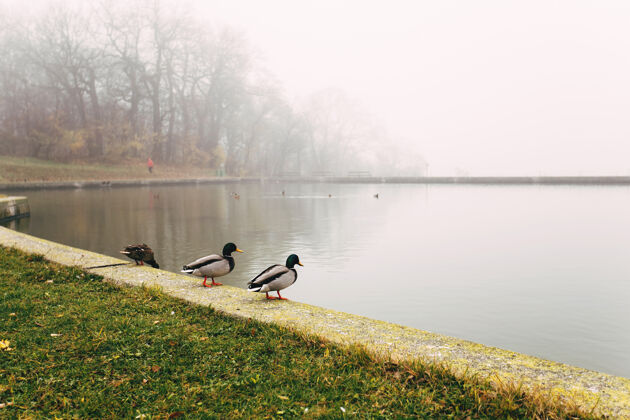 早晨清晨雾中岸边的鸟儿河鸭,海鸥高高质量的照片鸟湖泊树
