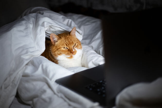 谎言家里黑暗的房间里 红白猫躺在床上 手提电脑的画像肖像笔记本电脑舒适
