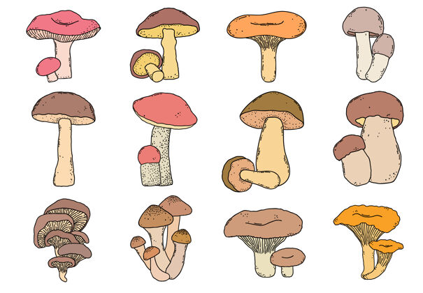蘑菇白色背景上涂鸦风格的手工蘑菇收藏设置收集涂鸦
