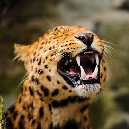 国家豹子的肖像和强烈的眼睛哺乳动物非洲动物