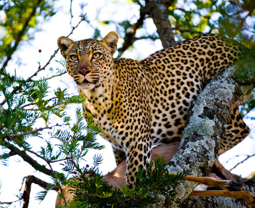 大自然豹子站在树上树.国家肯尼亚坦桑尼亚公园马赛先生塞伦盖蒂.!自然 非洲 狩猎 豹子 猎人 大草原 野生动物 捕食者 国家公园 哺乳动物 大猫 野生自然 塞伦盖蒂 照片之旅 斑点猫