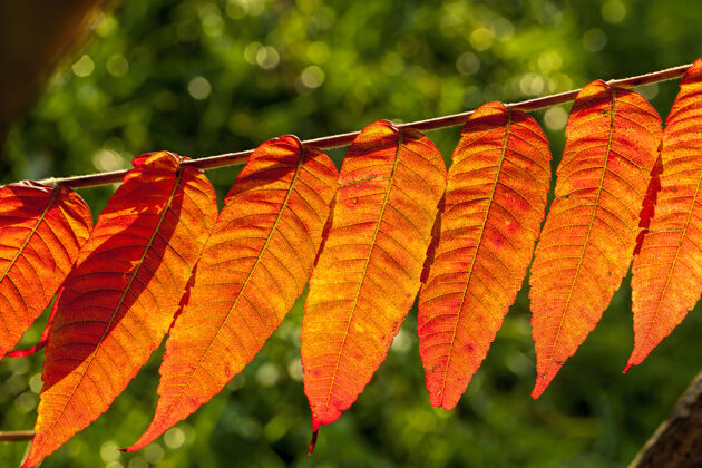 秋天秋季对大自然的影响和影响 以树木或其他植物为例特写多叶落叶落叶