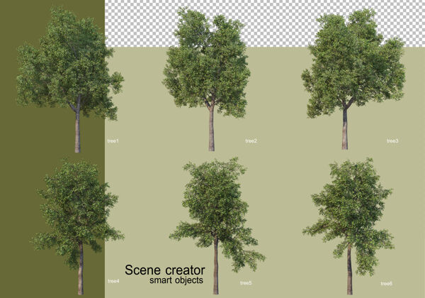三维渲染各种树木的3d渲染隔离树枝森林植物