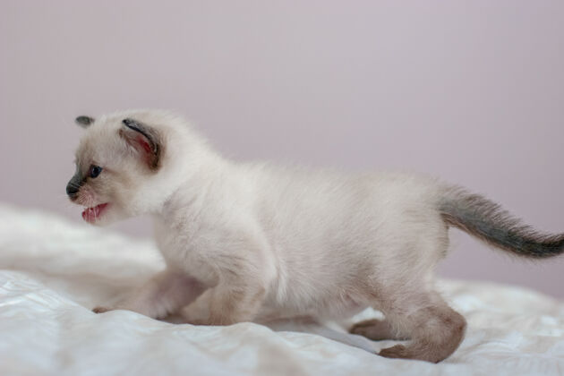 模糊美丽的暹罗小猫张嘴侧视图深情小散焦