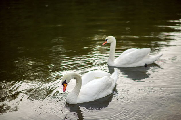 户外湖里有两只美丽的白天鹅舞台羽毛河流