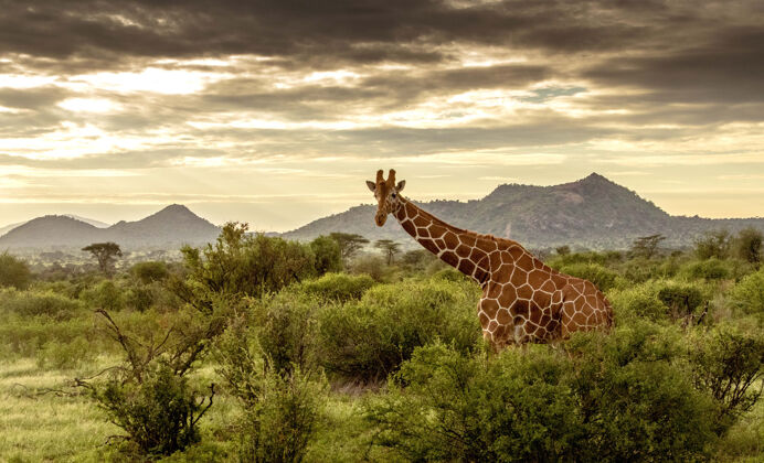 自然长颈鹿穿过肯尼亚的草原野生动物荒野条纹