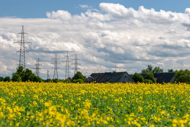 春天田野里开着黄色的花 农场的屋顶后面 大的高压电线上密密麻麻的云甘菊电线户外